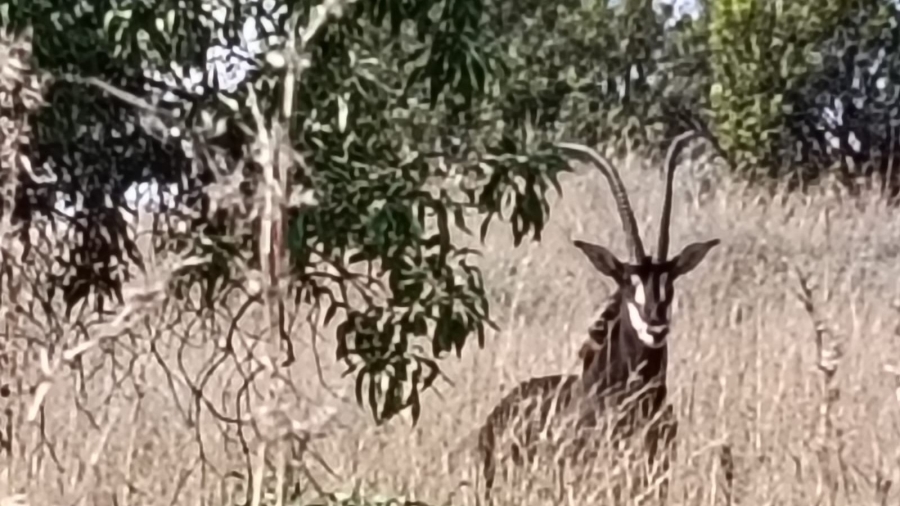 5 Bedroom Property for Sale in Swartruggens North West